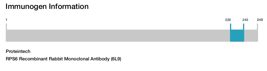 RPS6 Recombinant Rabbit Monoclonal Antibody (6L9)