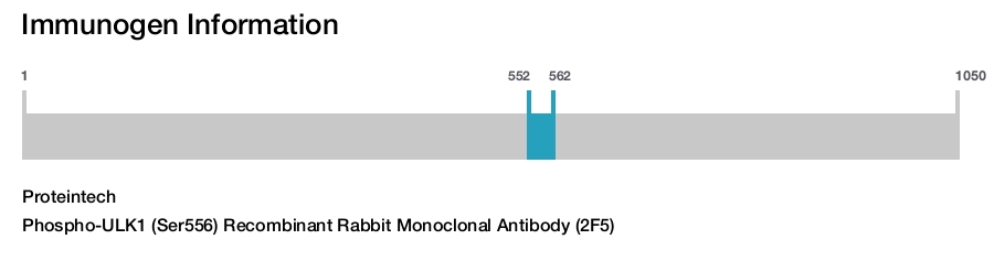 Phospho-ULK1 (Ser556) Recombinant Rabbit Monoclonal Antibody (2F5)