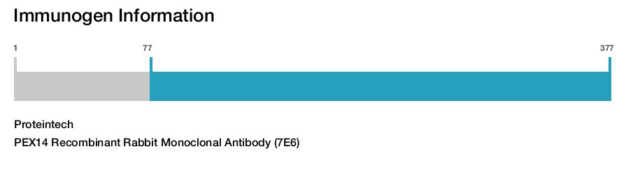PEX14 Recombinant Rabbit Monoclonal Antibody (7E6)