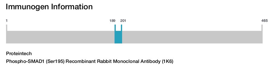Phospho-SMAD1 (Ser195) Recombinant Rabbit Monoclonal Antibody (1K6)