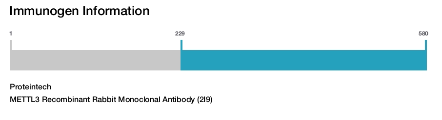 METTL3 Recombinant Rabbit Monoclonal Antibody (2I9)