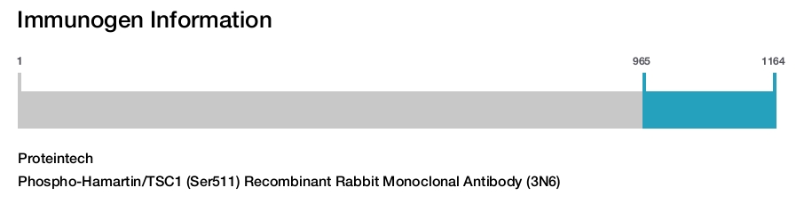 Phospho-Hamartin/TSC1 (Ser511) Recombinant Rabbit Monoclonal Antibody (3N6)