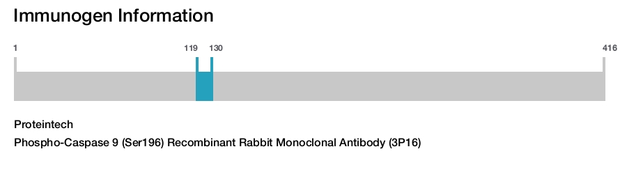Phospho-Caspase 9 (Ser196) Recombinant Rabbit Monoclonal Antibody (3P16)
