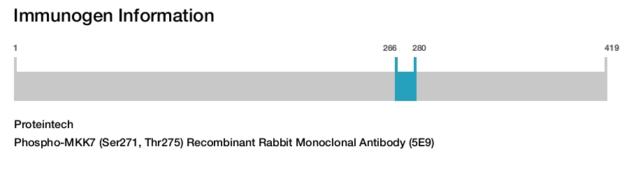 Phospho-MKK7 (Ser271, Thr275) Recombinant Rabbit Monoclonal Antibody (5E9)