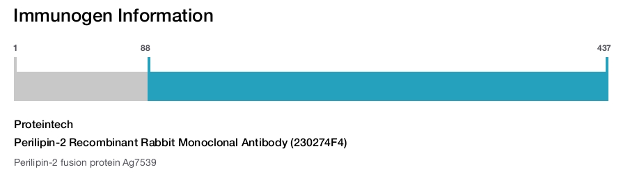 Perilipin-2 Recombinant Rabbit Monoclonal Antibody (230274F4)