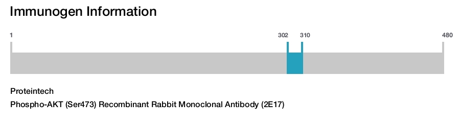 Phospho-AKT (Ser473) Recombinant Rabbit Monoclonal Antibody (2E17)