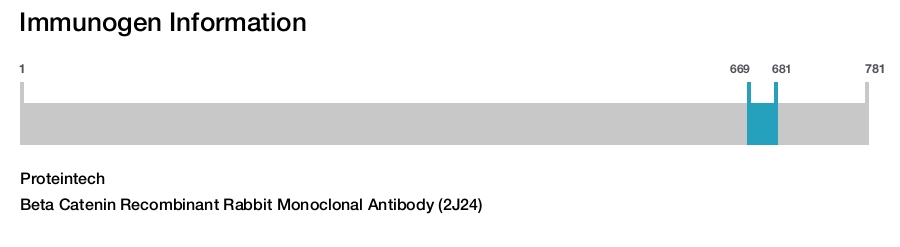 Beta Catenin Recombinant Rabbit Monoclonal Antibody (2J24)