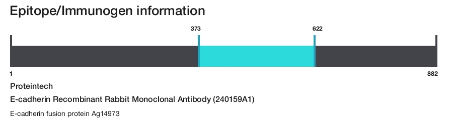 E-cadherin Recombinant Rabbit Monoclonal Antibody (240159A1)