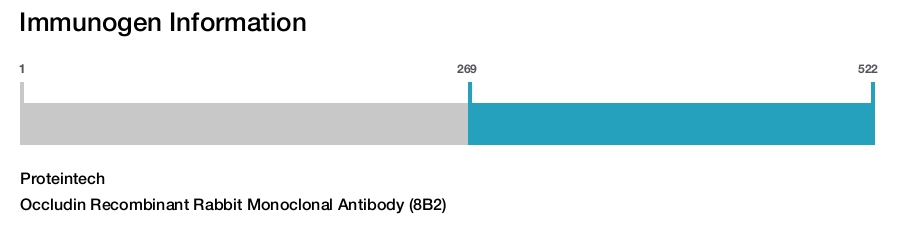 Occludin Recombinant Rabbit Monoclonal Antibody (8B2)