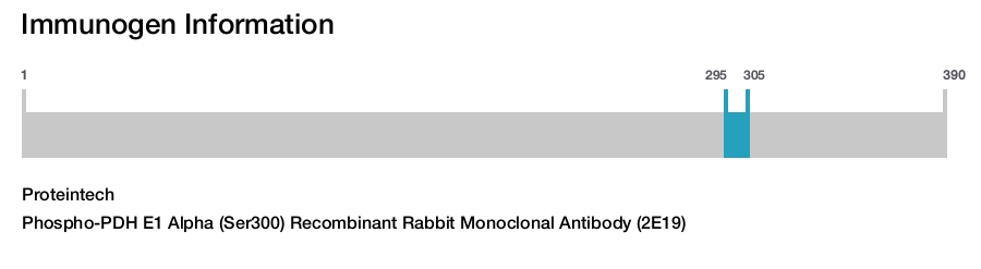 Phospho-PDH E1 Alpha (Ser300) Recombinant Rabbit Monoclonal Antibody (2E19)