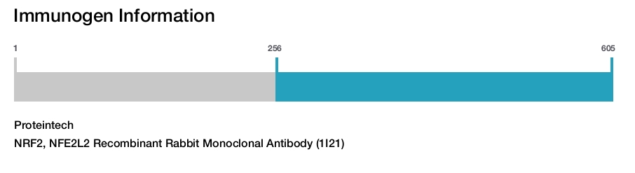 NRF2, NFE2L2 Recombinant Rabbit Monoclonal Antibody (1I21)