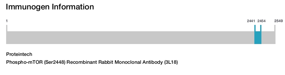 Phospho-mTOR (Ser2448) Recombinant Rabbit Monoclonal Antibody (3L18)