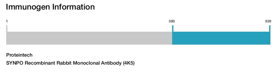 SYNPO Recombinant Rabbit Monoclonal Antibody (4K5)