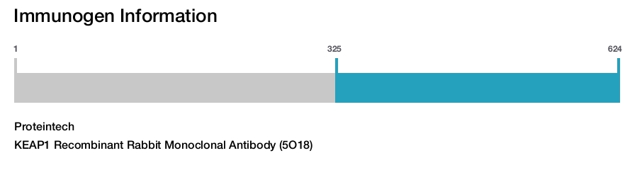 KEAP1 Recombinant Rabbit Monoclonal Antibody (5O18)