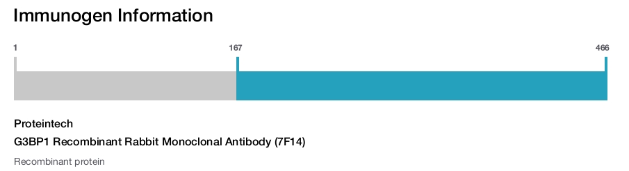 G3BP1 Recombinant Rabbit Monoclonal Antibody (7F14)