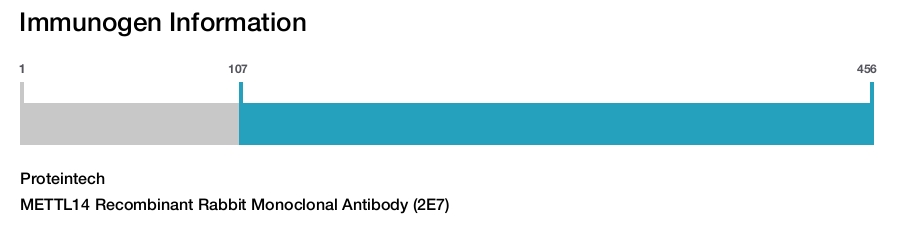 METTL14 Recombinant Rabbit Monoclonal Antibody (2E7)