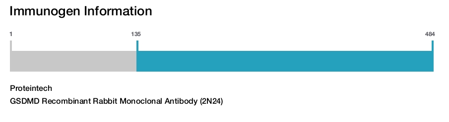 GSDMD Recombinant Rabbit Monoclonal Antibody (2N24)