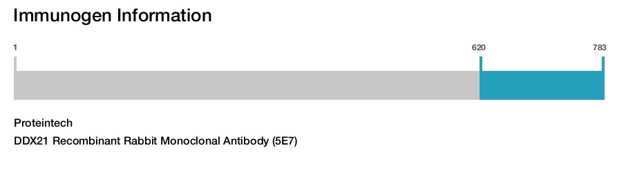DDX21 Recombinant Rabbit Monoclonal Antibody (5E7)