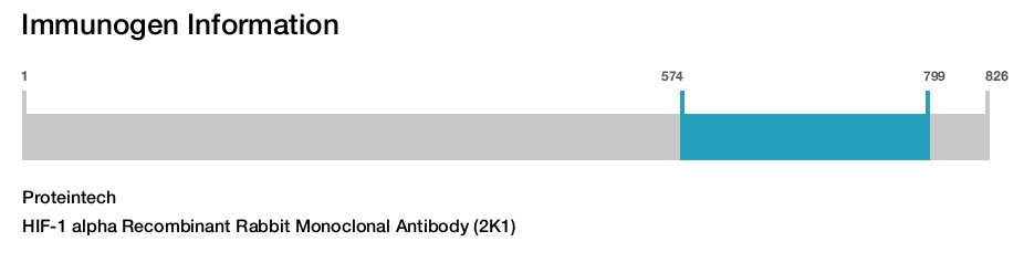 HIF-1 alpha Recombinant Rabbit Monoclonal Antibody (2K1)