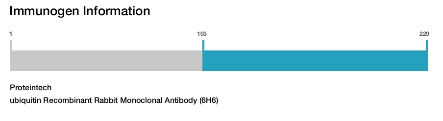 ubiquitin Recombinant Rabbit Monoclonal Antibody (6H6)