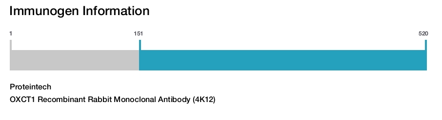 OXCT1 Recombinant Rabbit Monoclonal Antibody (4K12)