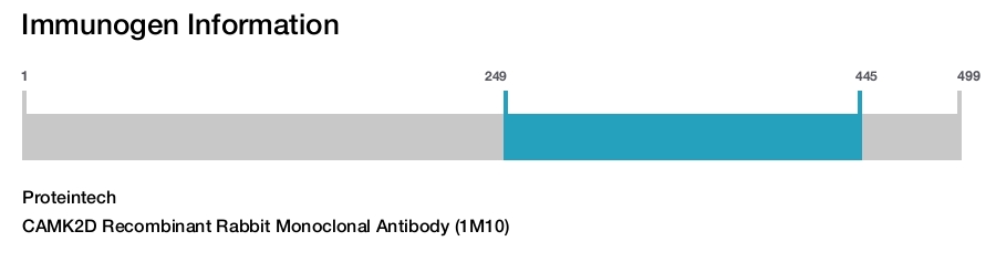 CAMK2D Recombinant Rabbit Monoclonal Antibody (1M10)
