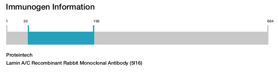 Lamin A/C Recombinant Rabbit Monoclonal Antibody (5I16)