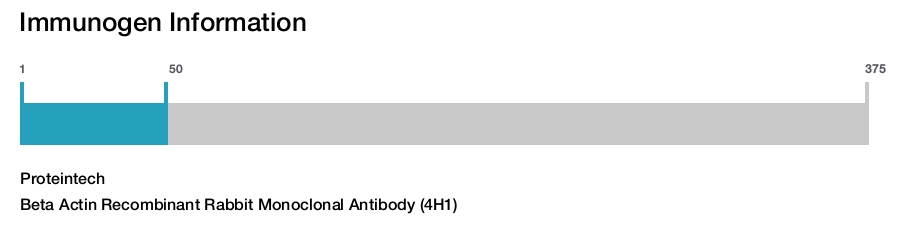 Beta Actin Recombinant Rabbit Monoclonal Antibody (4H1)