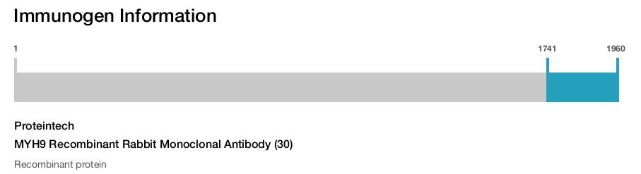 MYH9 Recombinant Rabbit Monoclonal Antibody (30)