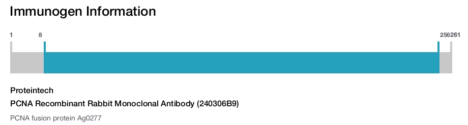 PCNA Recombinant Rabbit Monoclonal Antibody (240306B9)