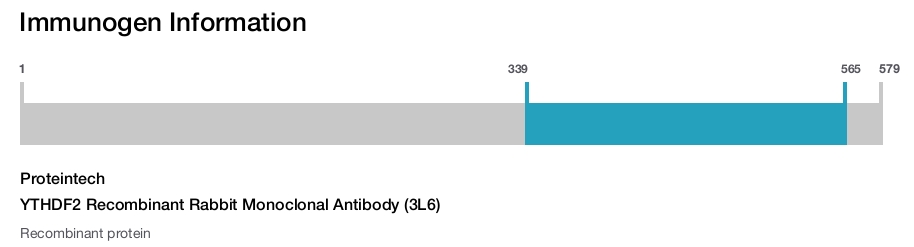 YTHDF2 Recombinant Rabbit Monoclonal Antibody (3L6)