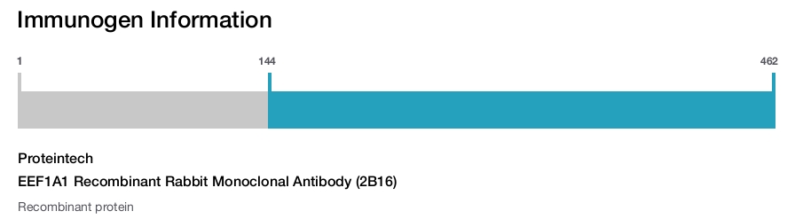 EEF1A1 Recombinant Rabbit Monoclonal Antibody (2B16)
