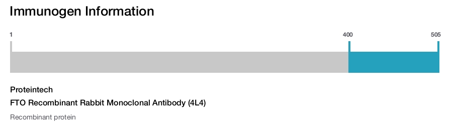 FTO Recombinant Rabbit Monoclonal Antibody (4L4)