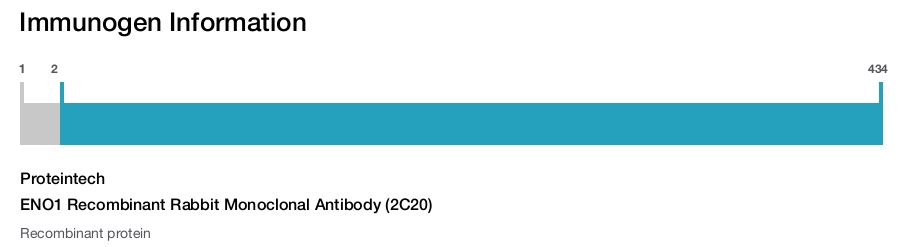 ENO1 Recombinant Rabbit Monoclonal Antibody (2C20)