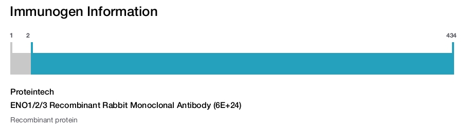 ENO1/2/3 Recombinant Rabbit Monoclonal Antibody (6E+24)