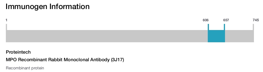MPO Recombinant Rabbit Monoclonal Antibody (3J17)