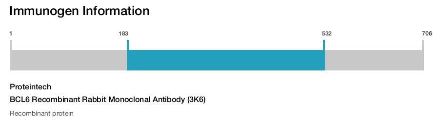 BCL6 Recombinant Rabbit Monoclonal Antibody (3K6)