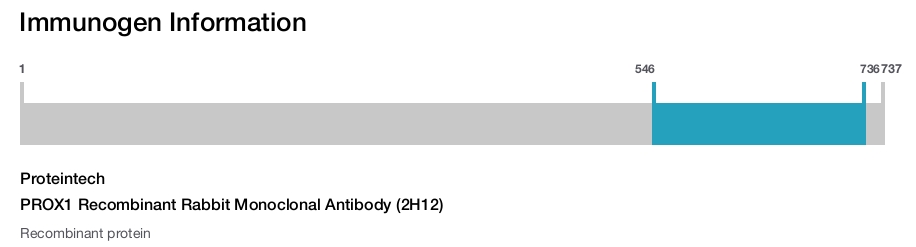 PROX1 Recombinant Rabbit Monoclonal Antibody (2H12)