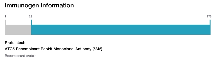 ATG5 Recombinant Rabbit Monoclonal Antibody (5M5)
