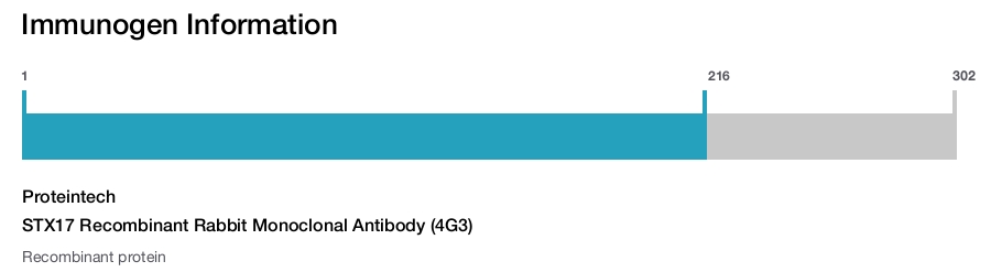 STX17 Recombinant Rabbit Monoclonal Antibody (4G3)