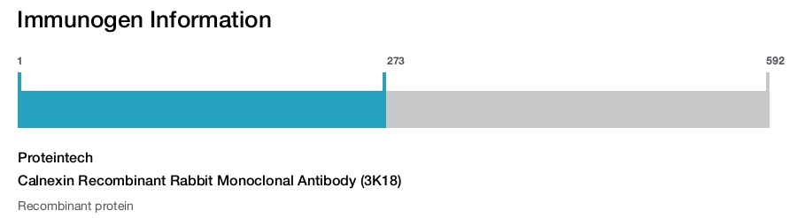 Calnexin Recombinant Rabbit Monoclonal Antibody (3K18)