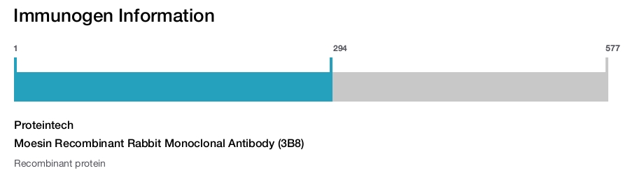Moesin Recombinant Rabbit Monoclonal Antibody (3B8)