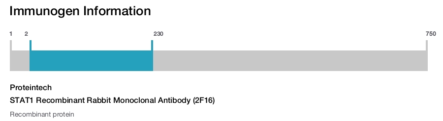 STAT1 Recombinant Rabbit Monoclonal Antibody (2F16)