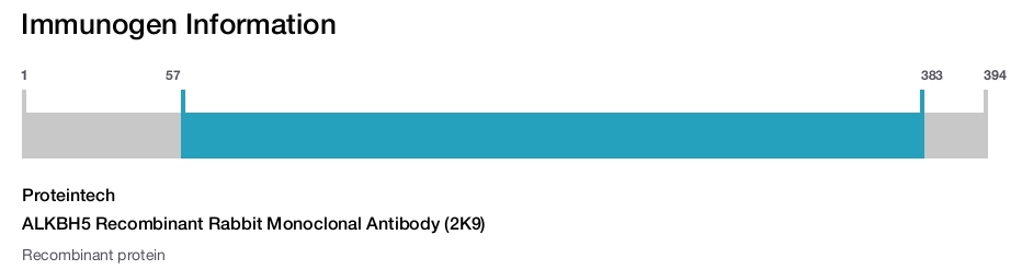 ALKBH5 Recombinant Rabbit Monoclonal Antibody (2K9)