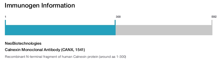 Calnexin Monoclonal Antibody (CANX, 1541)