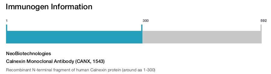 Calnexin Monoclonal Antibody (CANX, 1543)