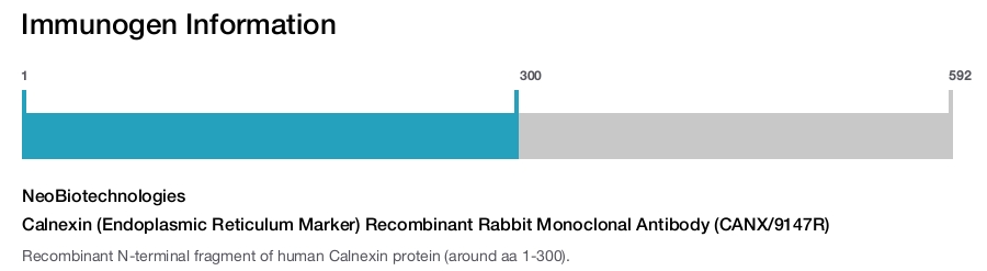 Calnexin (Endoplasmic Reticulum Marker) Recombinant Rabbit Monoclonal Antibody (CANX/9147R)