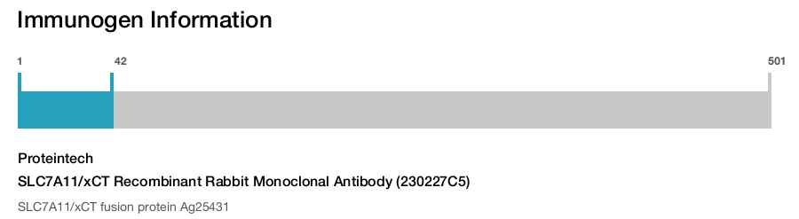 SLC7A11/xCT Recombinant Rabbit Monoclonal Antibody (230227C5)