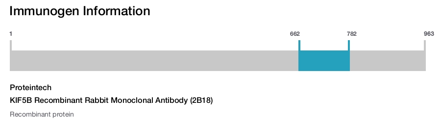 KIF5B Recombinant Rabbit Monoclonal Antibody (2B18)
