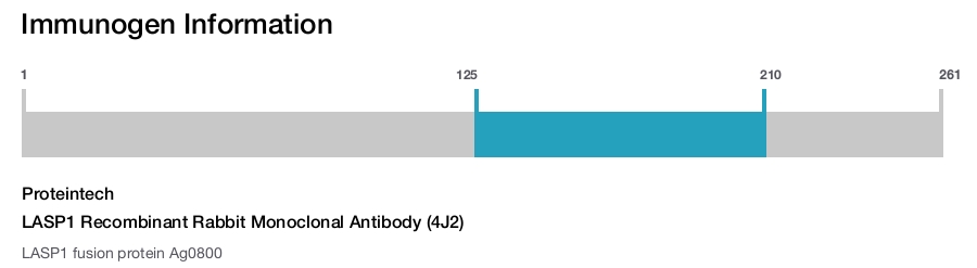 LASP1 Recombinant Rabbit Monoclonal Antibody (4J2)